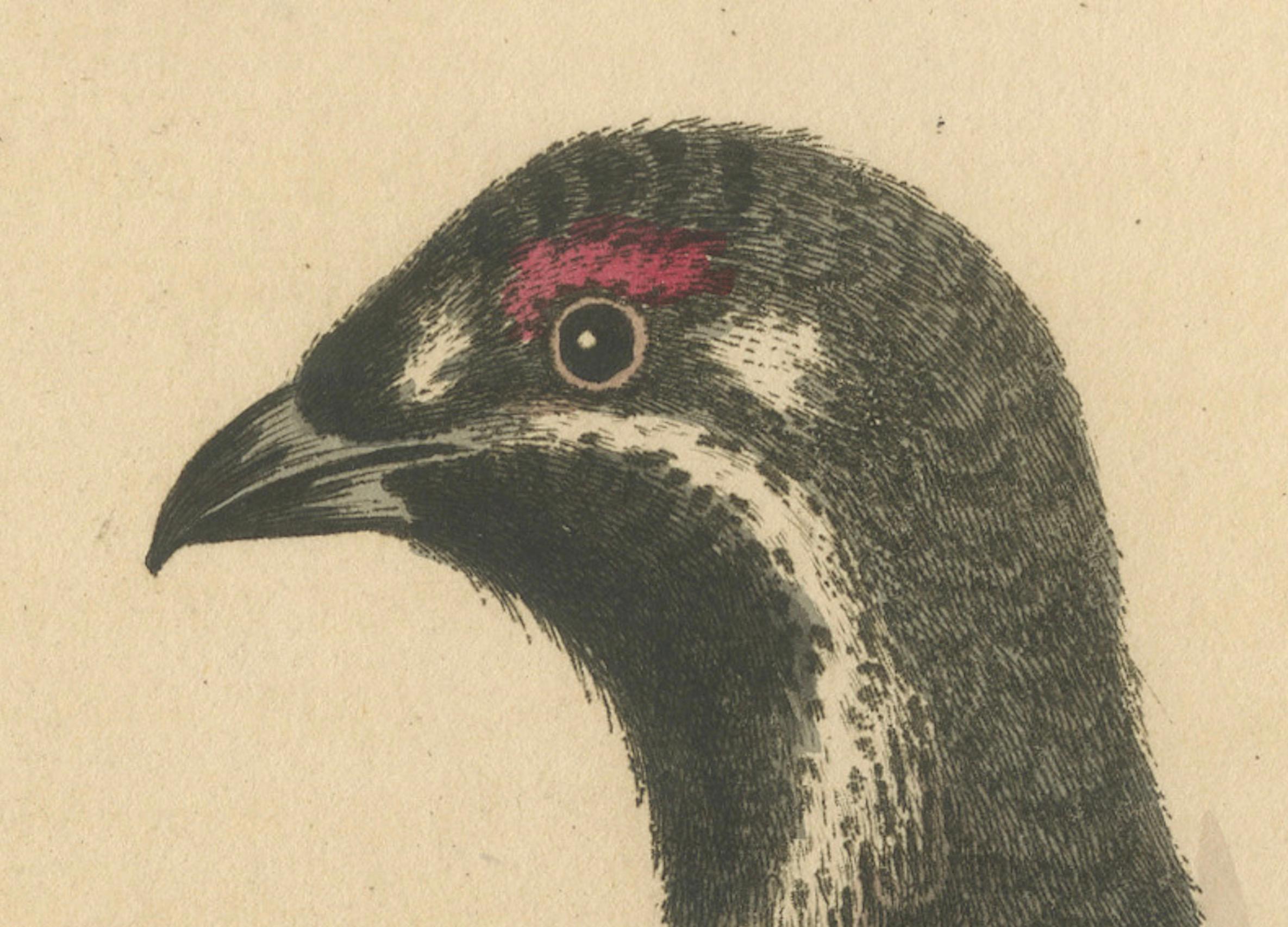 The Black and Spotted Heath Cock: Eine Original handkolorierte Gravur, 1746 im Zustand „Gut“ im Angebot in Langweer, NL