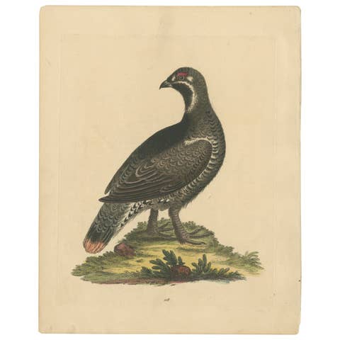 The Black and Spotted Heath Cock: An Original Hand-Colored Engraving, 1746
