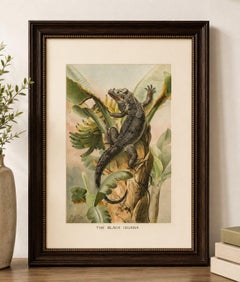 L'iguane noir sur un bananier – Gravure antique d'histoire naturelle représentant un reptile, 1895