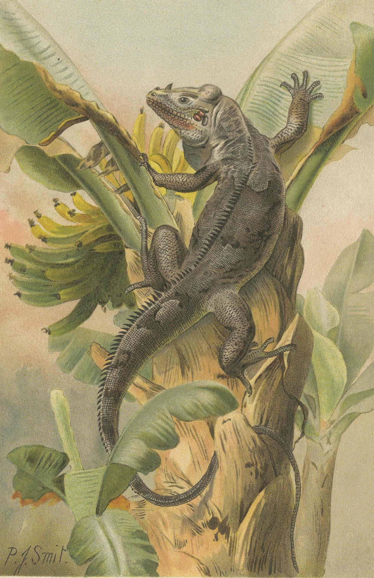The Black Iguana on Banana Tree – Antique Reptile Natural History Print, 1895