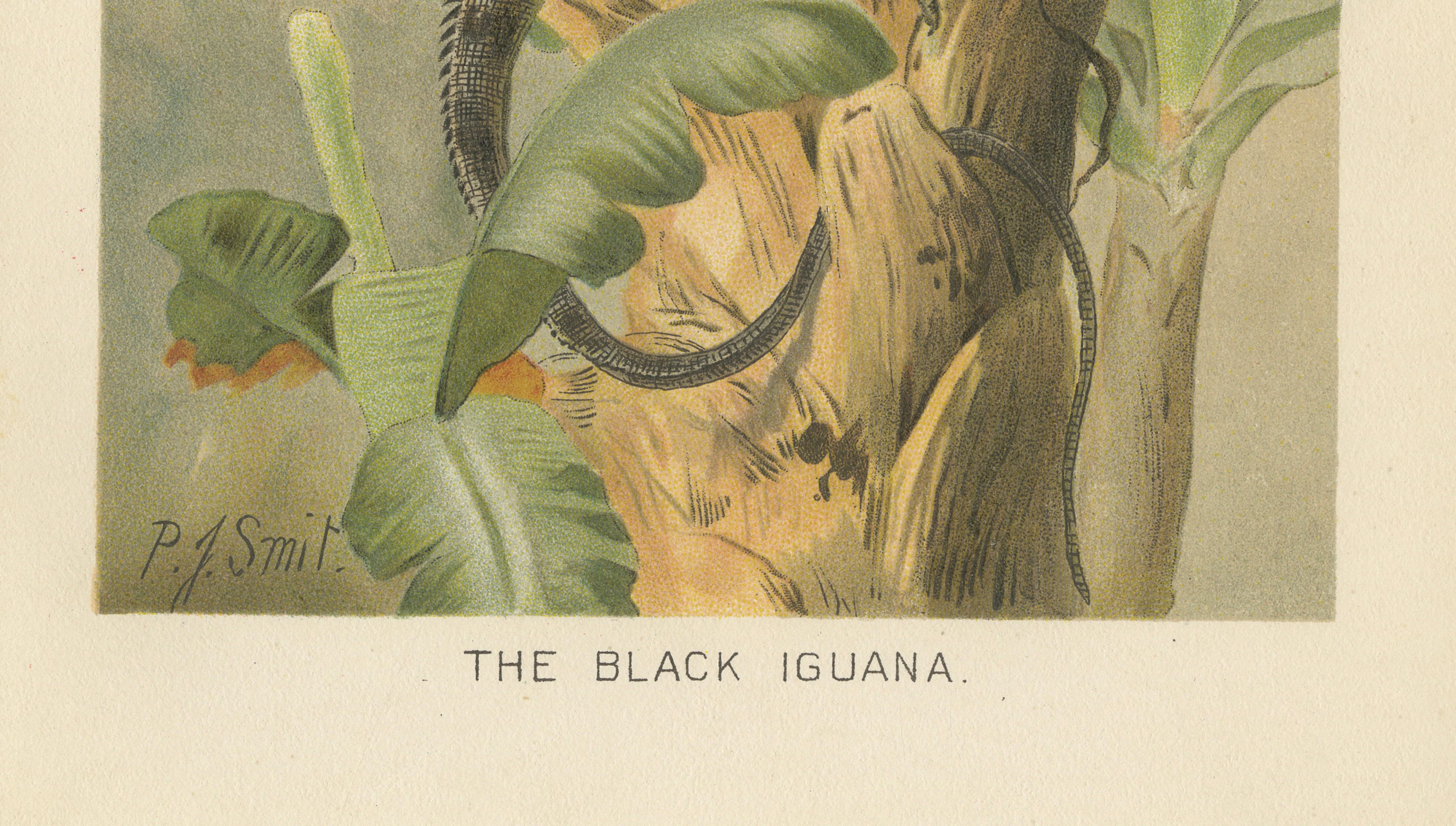 The Black Iguana on Banana Tree – Antique Reptile Natural History Print, 1895