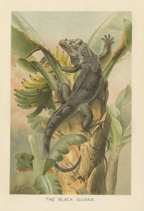 The Black Iguana on Banana Tree – Antique Reptile Natural History Print, 1895