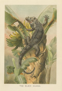 L'iguane noir sur un bananier – Gravure antique d'histoire naturelle représentant un reptile, 1895