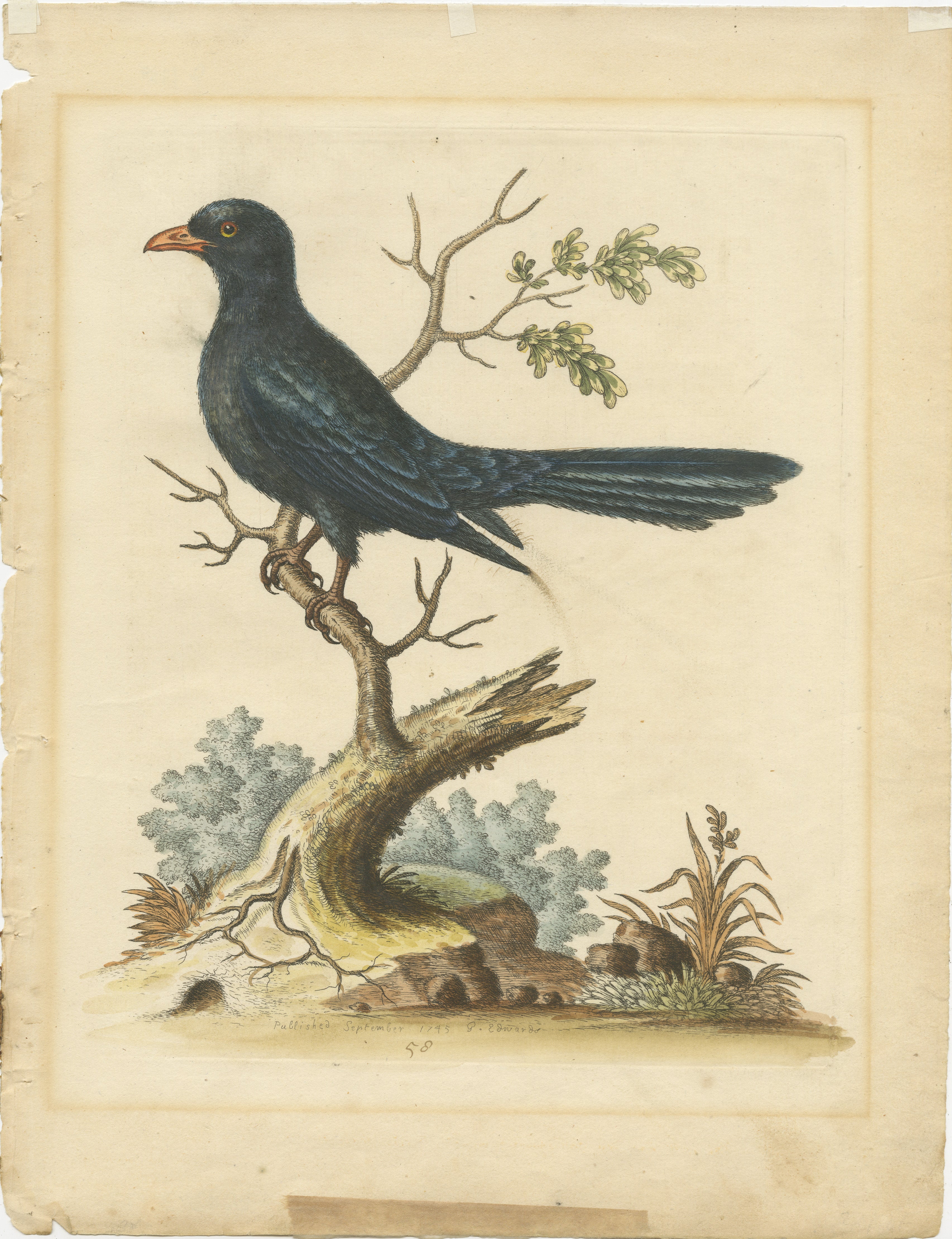This engraving of the Black Indian Cuckoo is a fine example from George Edwards' ornithological works, part of his A Natural History of Uncommon Birds or Gleanings of Natural History. This bird is depicted perched on a branch with a delicate,