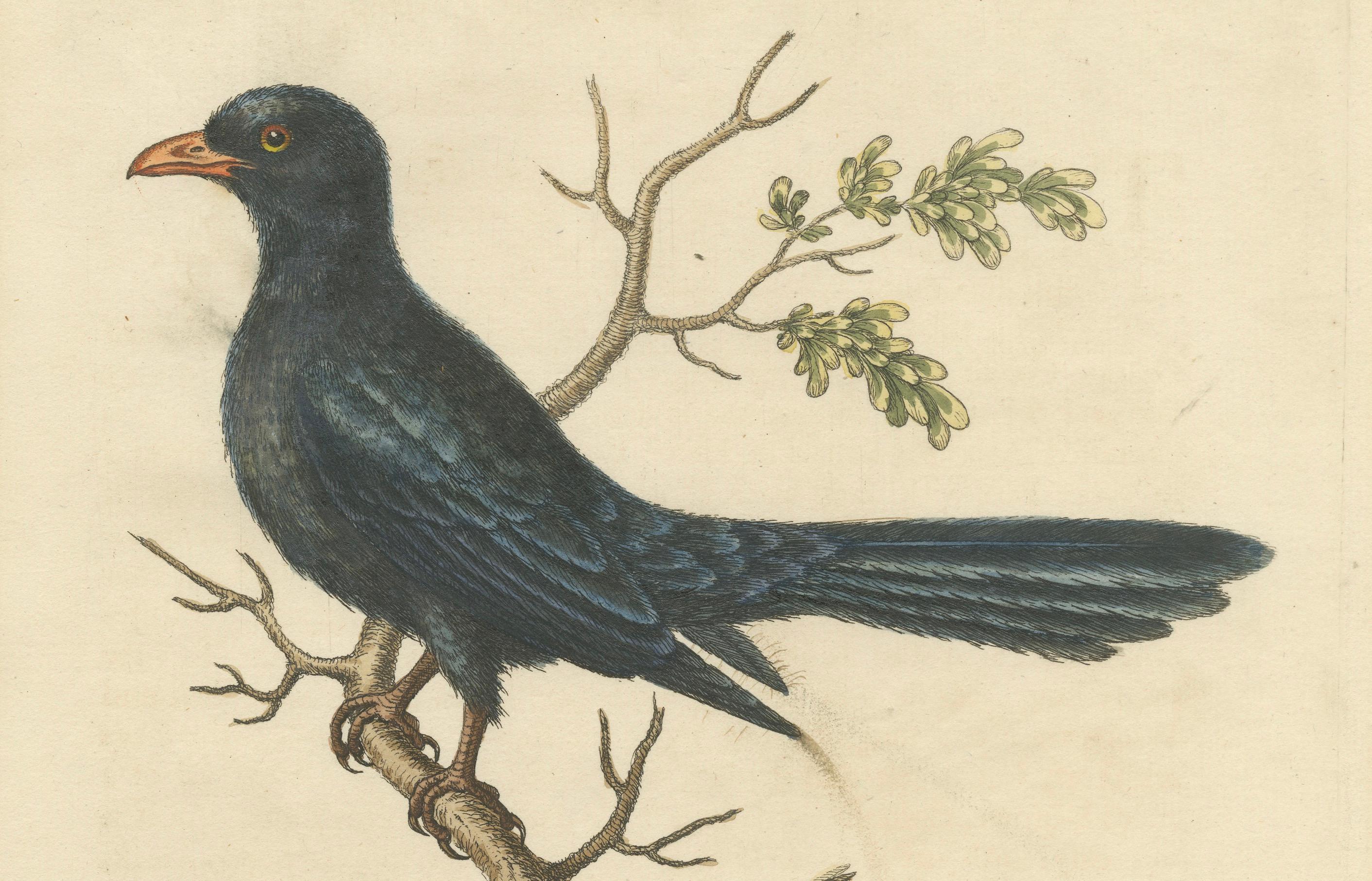 Engraved The Black Indian from George Edwards' A Natural History of Uncommon Birds (1743) For Sale