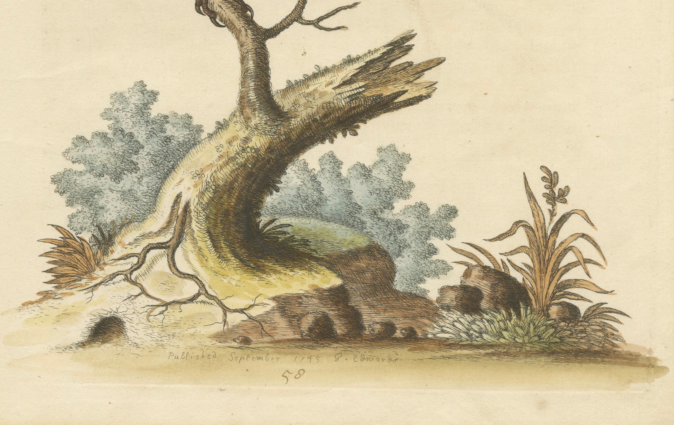 The Black Indian from George Edwards' A Natural History of Uncommon Birds (1743) In Good Condition For Sale In Langweer, NL