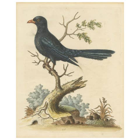 The Black Indian from George Edwards' A Natural History of Uncommon Birds (1743)