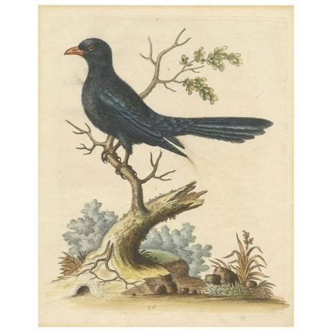 The Black Indian from George Edwards' A Natural History of Uncommon Birds (1743)