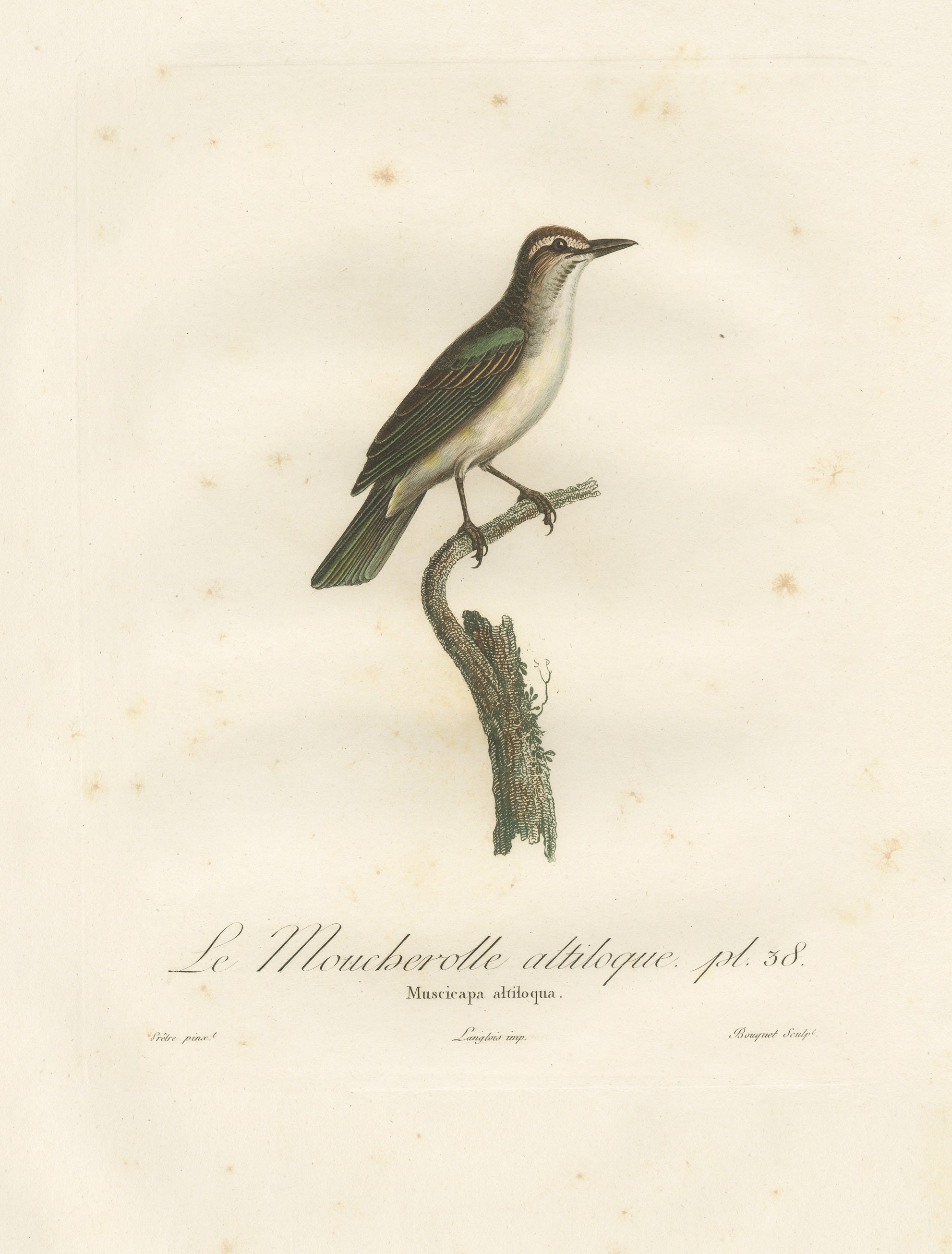 This sumptuous and rare antique bird print, titled 