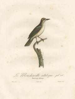 The Black-Whiskered Vireo – An 1807 Large Hand-Colored Ornithological Print