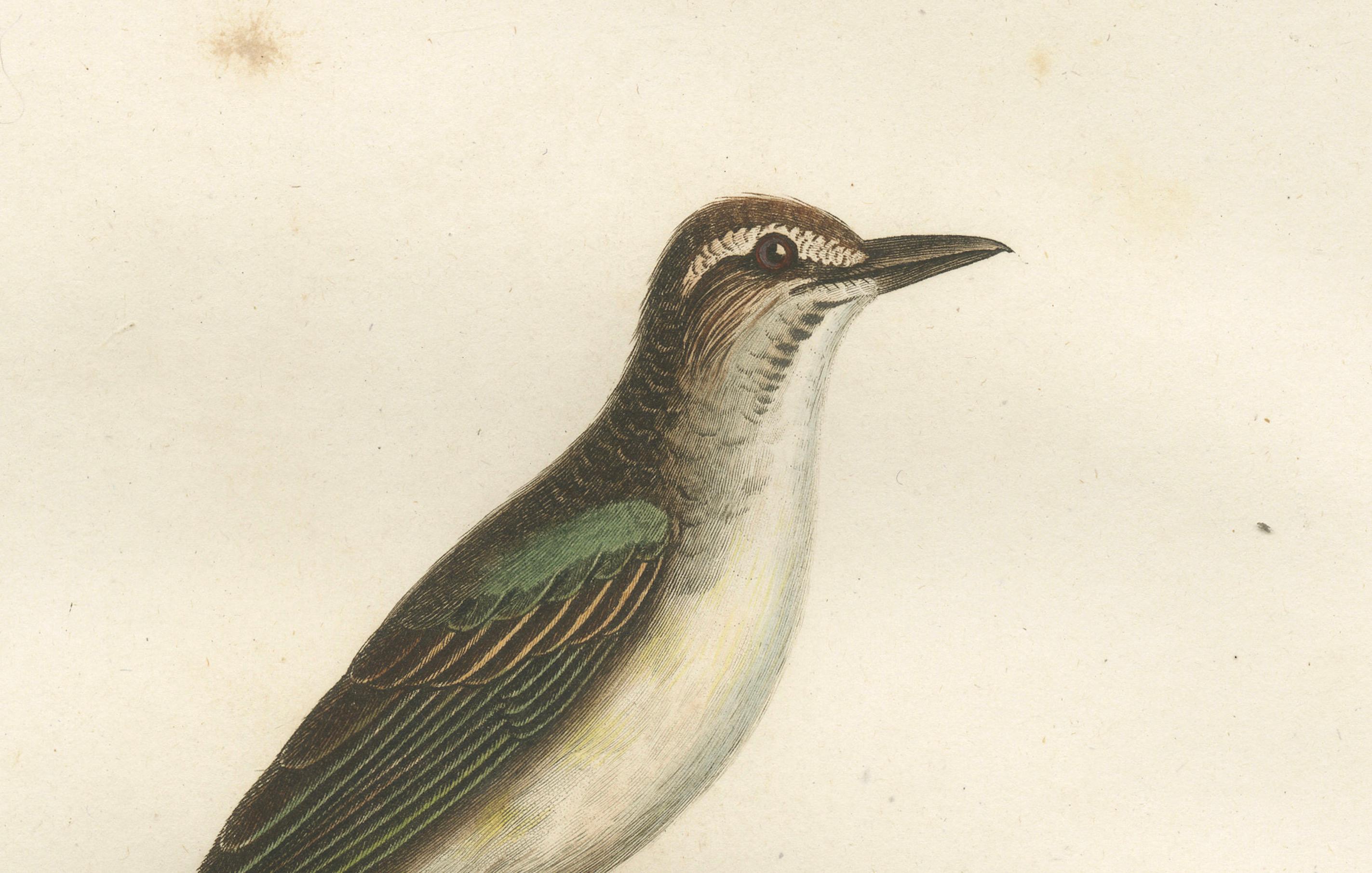 The Black-Whiskered Vireo – An 1807 Large Hand-Colored Ornithological Print  In Good Condition For Sale In Langweer, NL