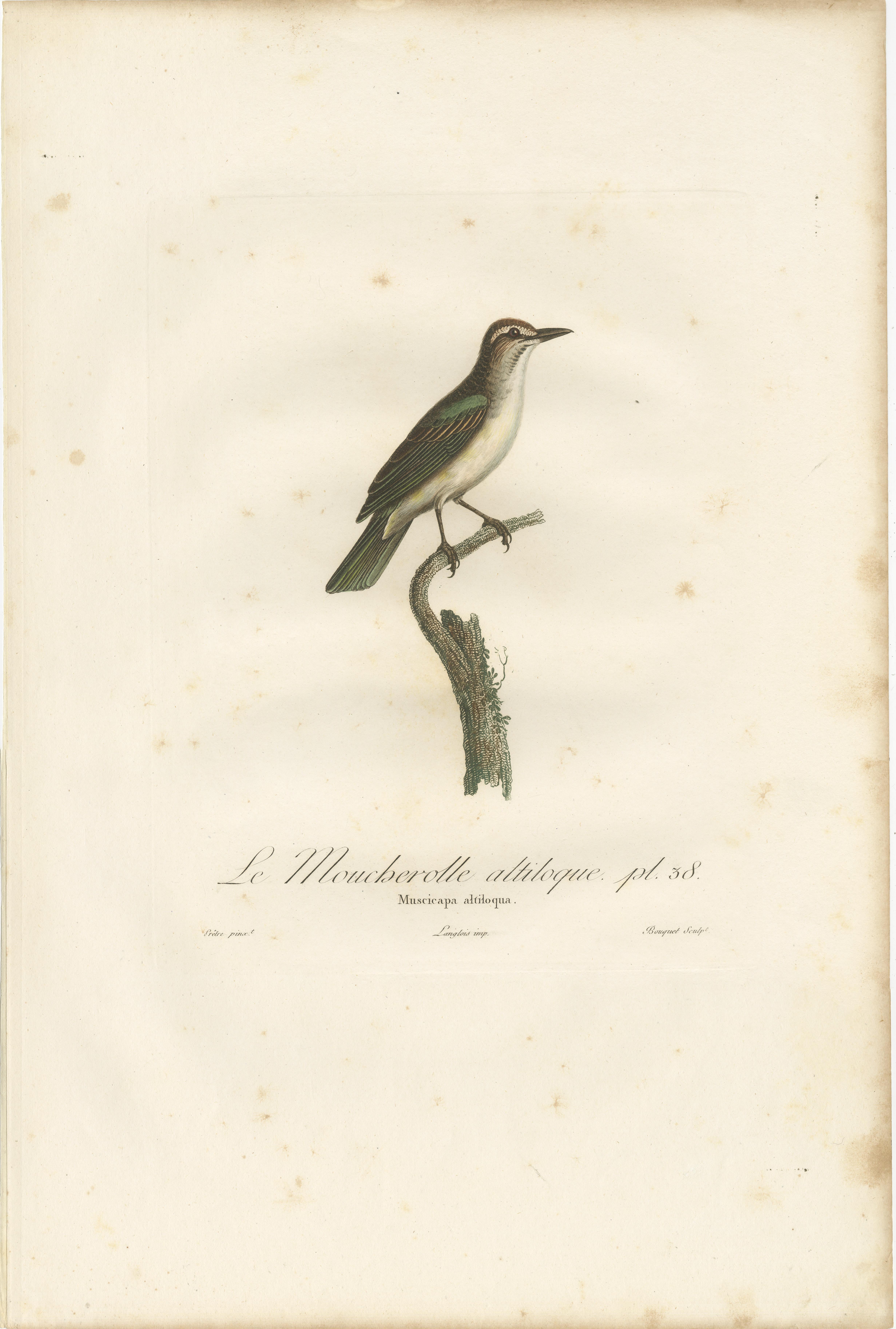 19th Century The Black-Whiskered Vireo – An 1807 Large Hand-Colored Ornithological Print  For Sale