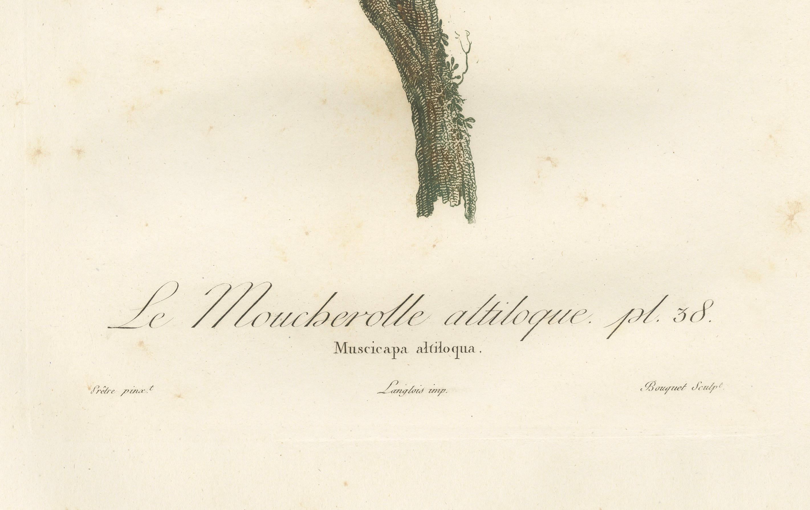The Black-Whiskered Vireo - Ein großer handkolorierter ornithologischer Druck von 1807  (Papier) im Angebot