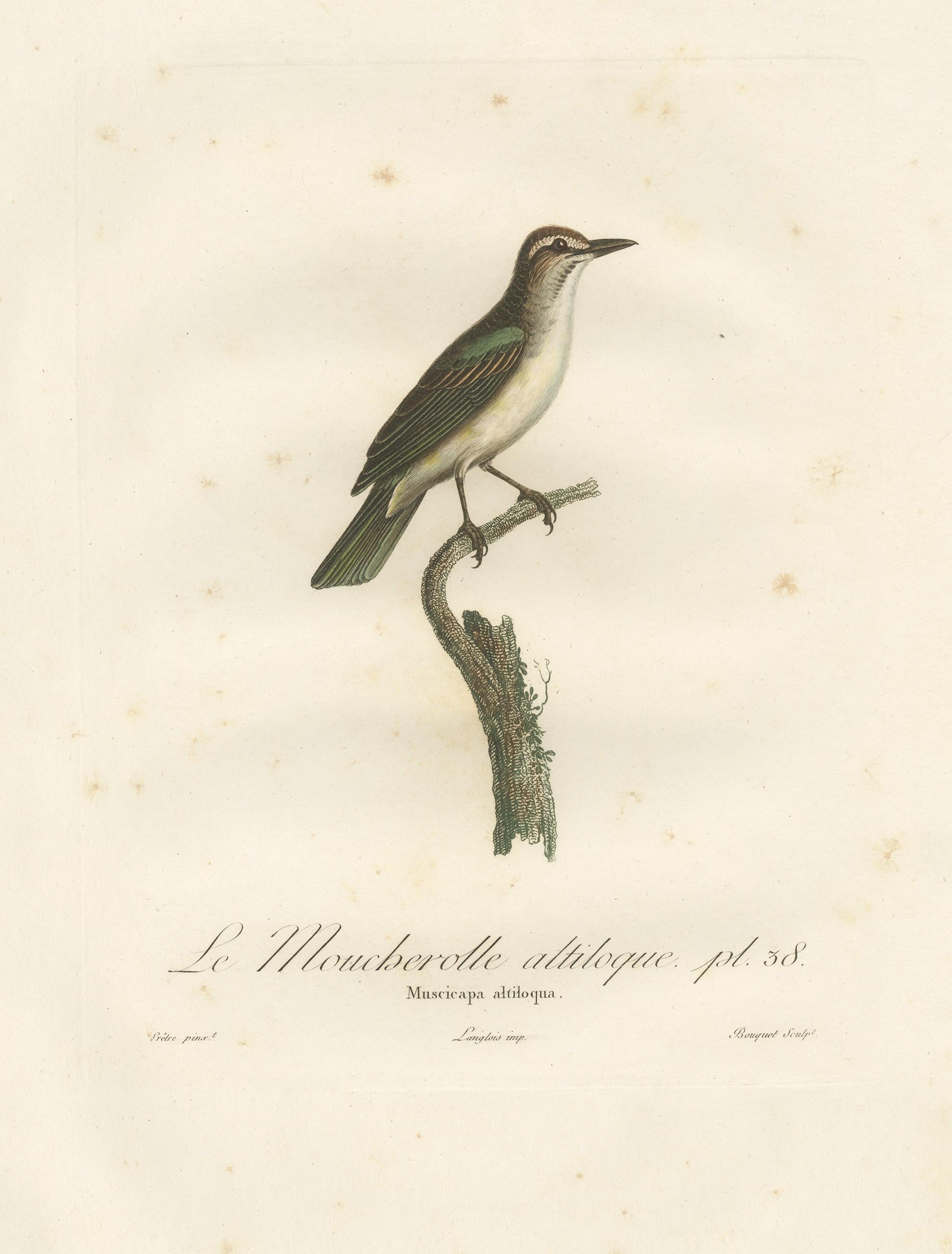 The Black-Whiskered Vireo – An 1807 Large Hand-Colored Ornithological Print  For Sale 1