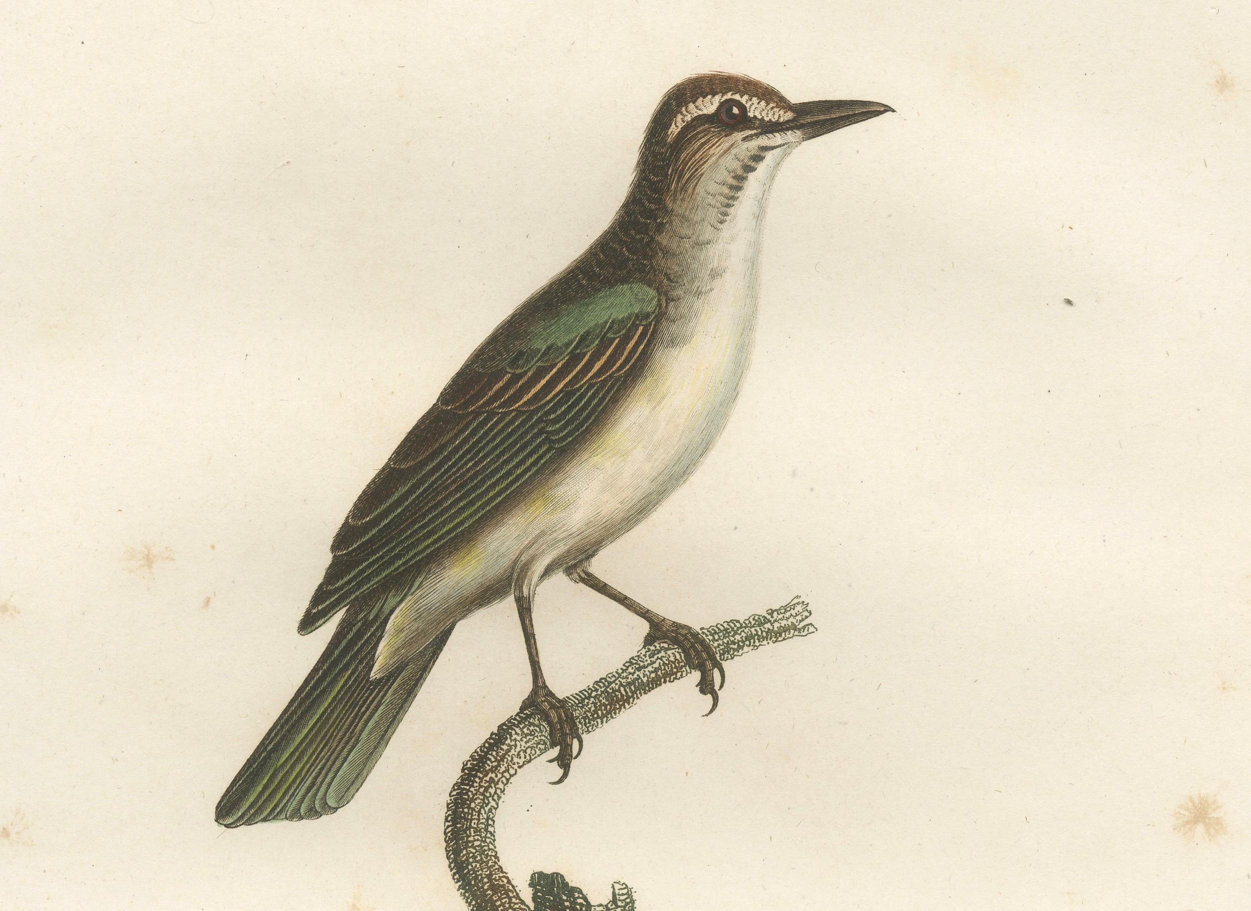 The Black-Whiskered Vireo – An 1807 Large Hand-Colored Ornithological Print  For Sale 2