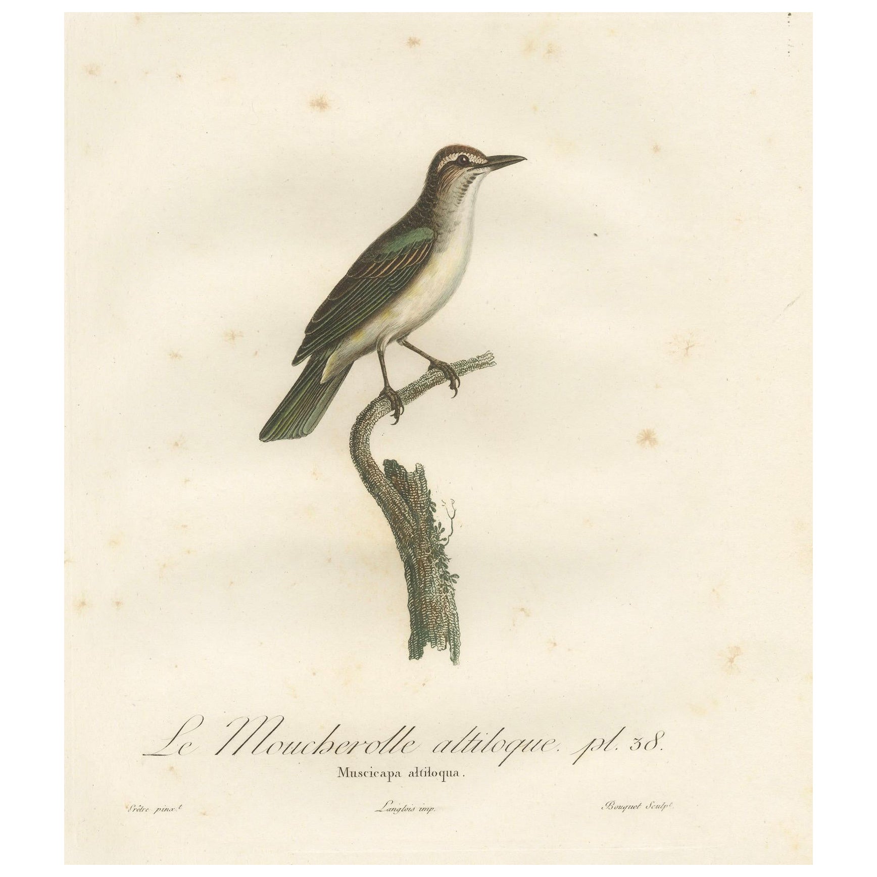 The Black-Whiskered Vireo – An 1807 Large Hand-Colored Ornithological Print
