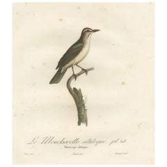 The Black-Whiskered Vireo – An 1807 Large Hand-Colored Ornithological Print