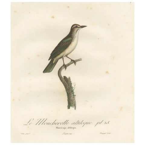 The Black-Whiskered Vireo, An 1807 Large Hand-Colored Ornithological Print