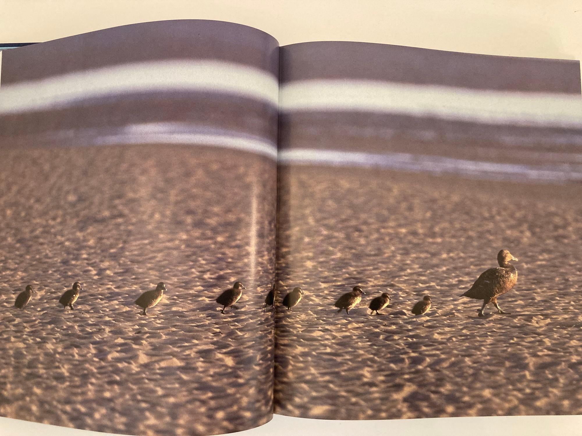 20ième siècle La Planète bleue : une histoire naturelle des océans Livre à couverture rigide en vente