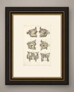 The Bony Nasal Cavity, Antique Hirschfeld Anatomy Print, 1866