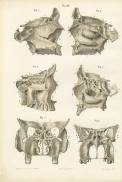 The Bony Nasal Cavity, Antique Hirschfeld Anatomy Print, 1866