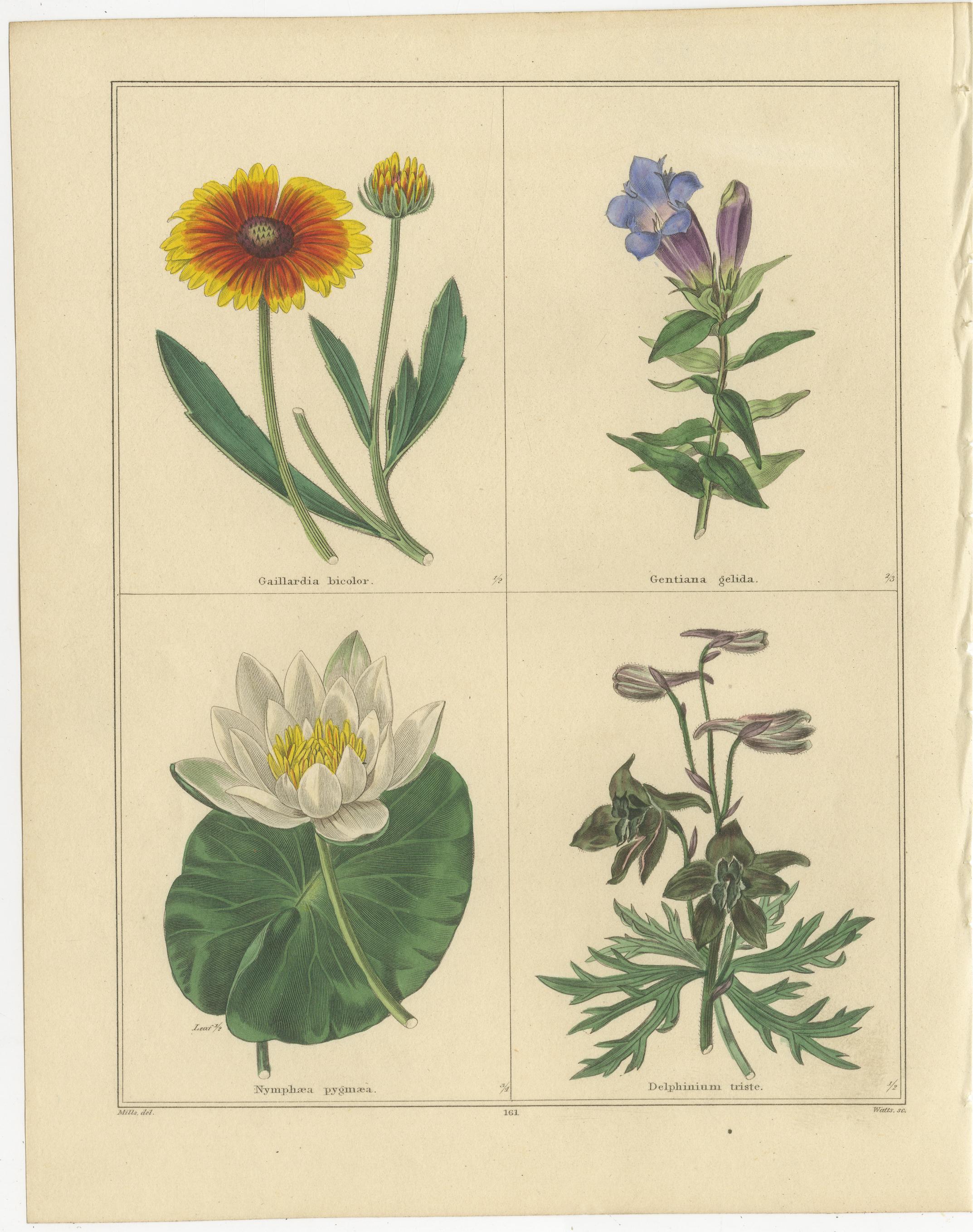 Paar botanische Kupferstiche aus The Botanic Garden von B. Maund, London um 1836

Ein auffallendes Paar originaler handkolorierter botanischer Stiche aus *The Botanic Garden* von Benjamin Maund (1790-1864), Band VII, veröffentlicht in London um
