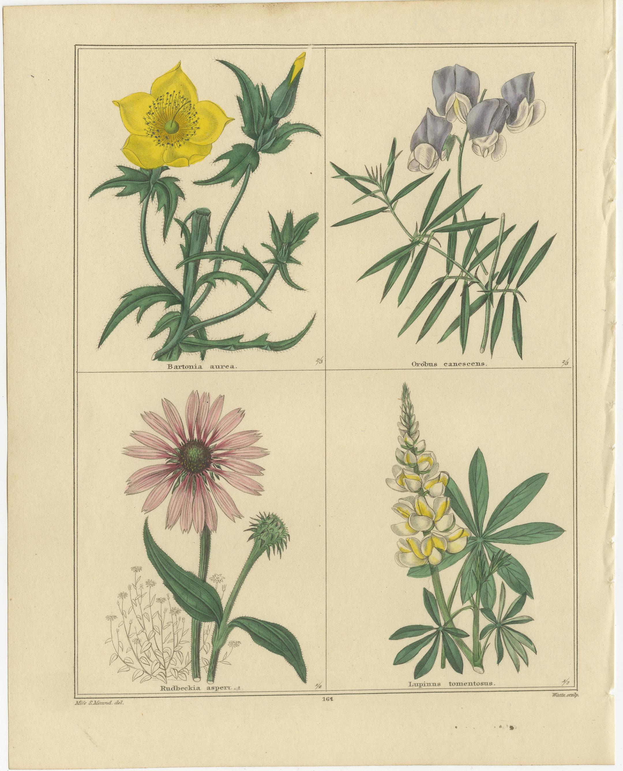 Die Blumendrucke des Botanischen Gartens von Benjamin Maund, London um 1836 (Britisch) im Angebot