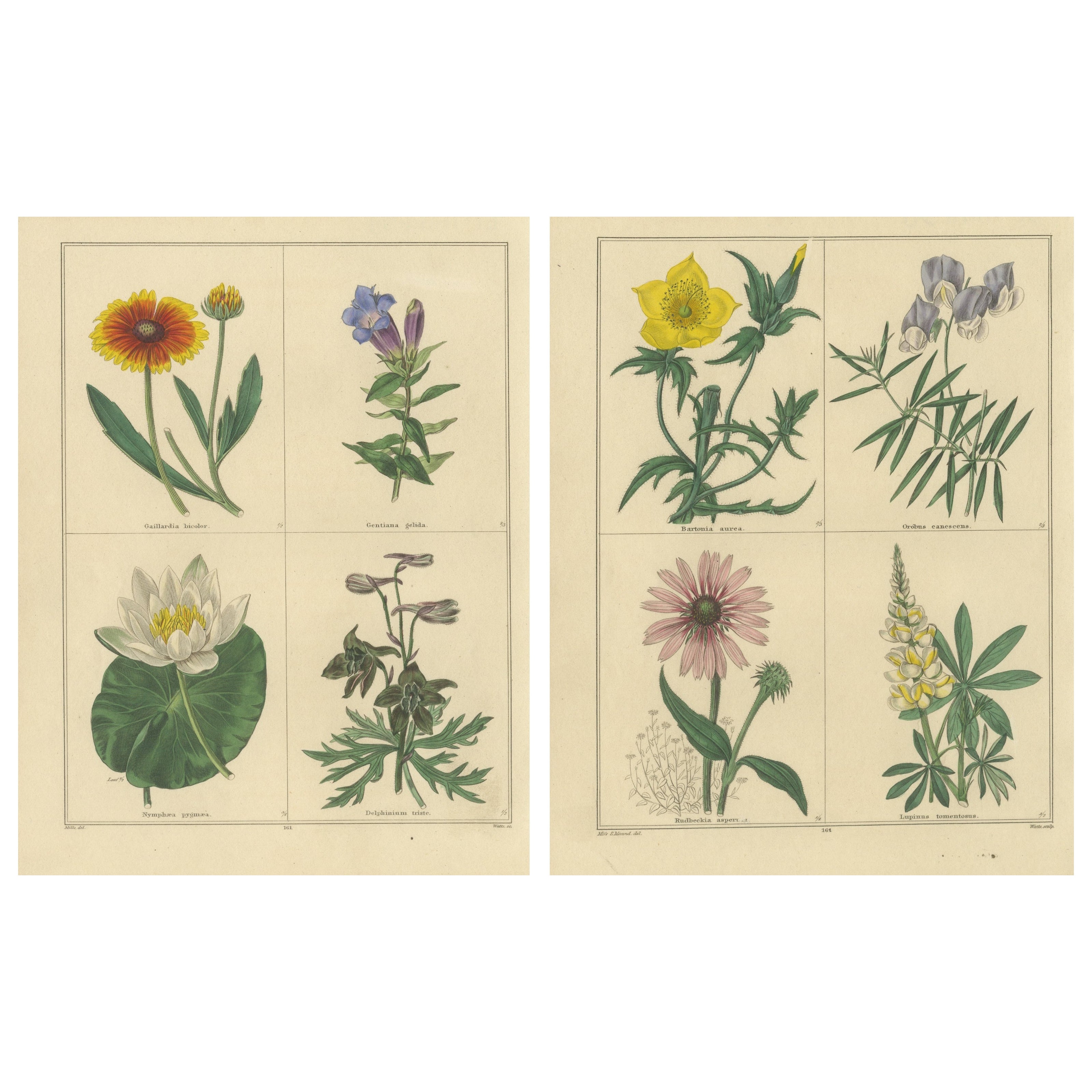 Die Blumendrucke des Botanischen Gartens von Benjamin Maund, London um 1836