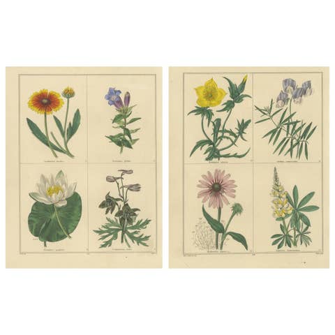 The Botanic Garden Flower Prints by Benjamin Maund, London c.1836