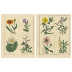 Die Blumendrucke des Botanischen Gartens von Benjamin Maund, London um 1836