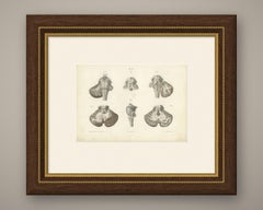 The Brain Stem and Cerebellum, Antique Hirschfeld Anatomy Print, 1866