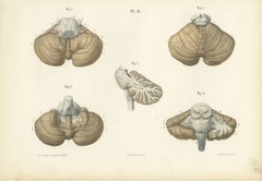 The Cerebellum, Antique Hirschfeld Anatomy Print, 1866