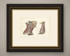 The Cervical Plexus, Antique Hirschfeld Anatomy Print, 1866