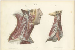 The Cervical Plexus, Antique Hirschfeld Anatomy Print, 1866