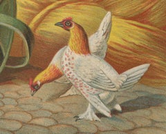 The Charming Krielhoenders - A 19th Century Poultry Lithograph