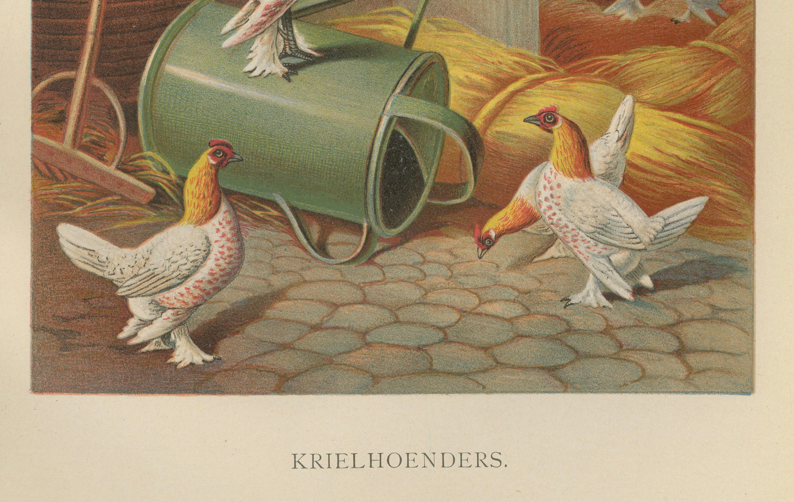 The Charming Krielhoenders - Eine Geflügellithographie aus dem 19. Jahrhundert im Zustand „Gut“ im Angebot in Langweer, NL