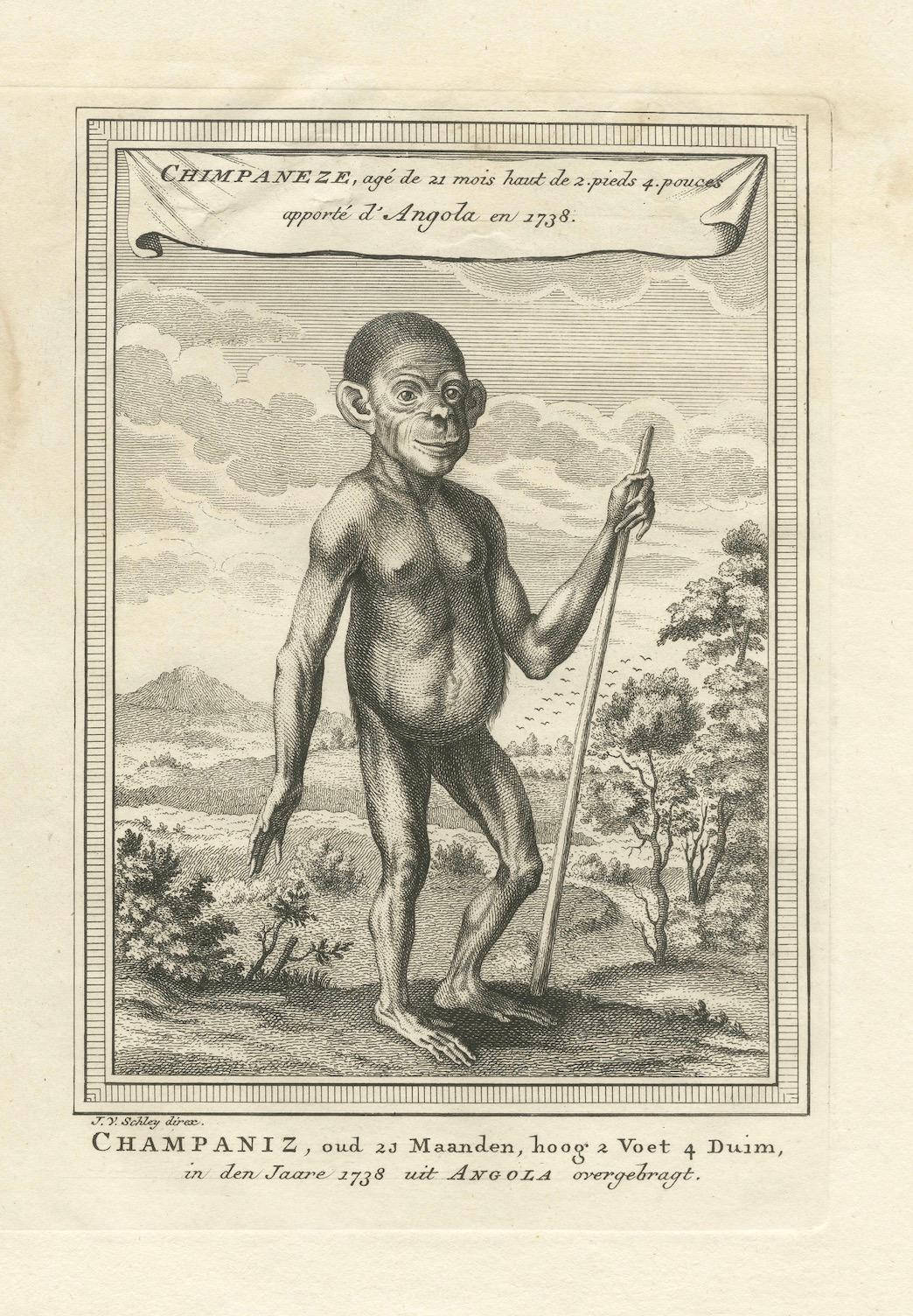 Titel: Der Schimpanse aus Angola: Ein Katalog naturkundlicher Stiche aus der Zeit der Aufklärung

Beschreibung: Dieser detailreiche Kupferstich aus dem 18. Jahrhundert zeigt einen jungen Schimpansen, der aufrecht steht und einen Stab hält, inmitten