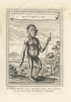 The Chimpanzee from Angola: Enlightenment Era Natural History Engraving, 1738