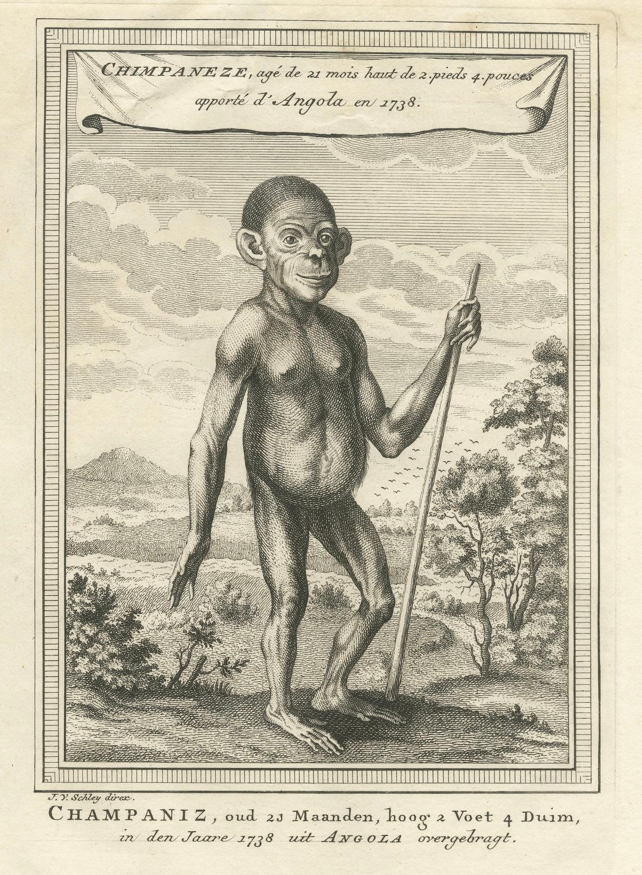 The Chimpanzee from Angola: Enlightenment Era Natural History Gravur, 1738 (Graviert) im Angebot
