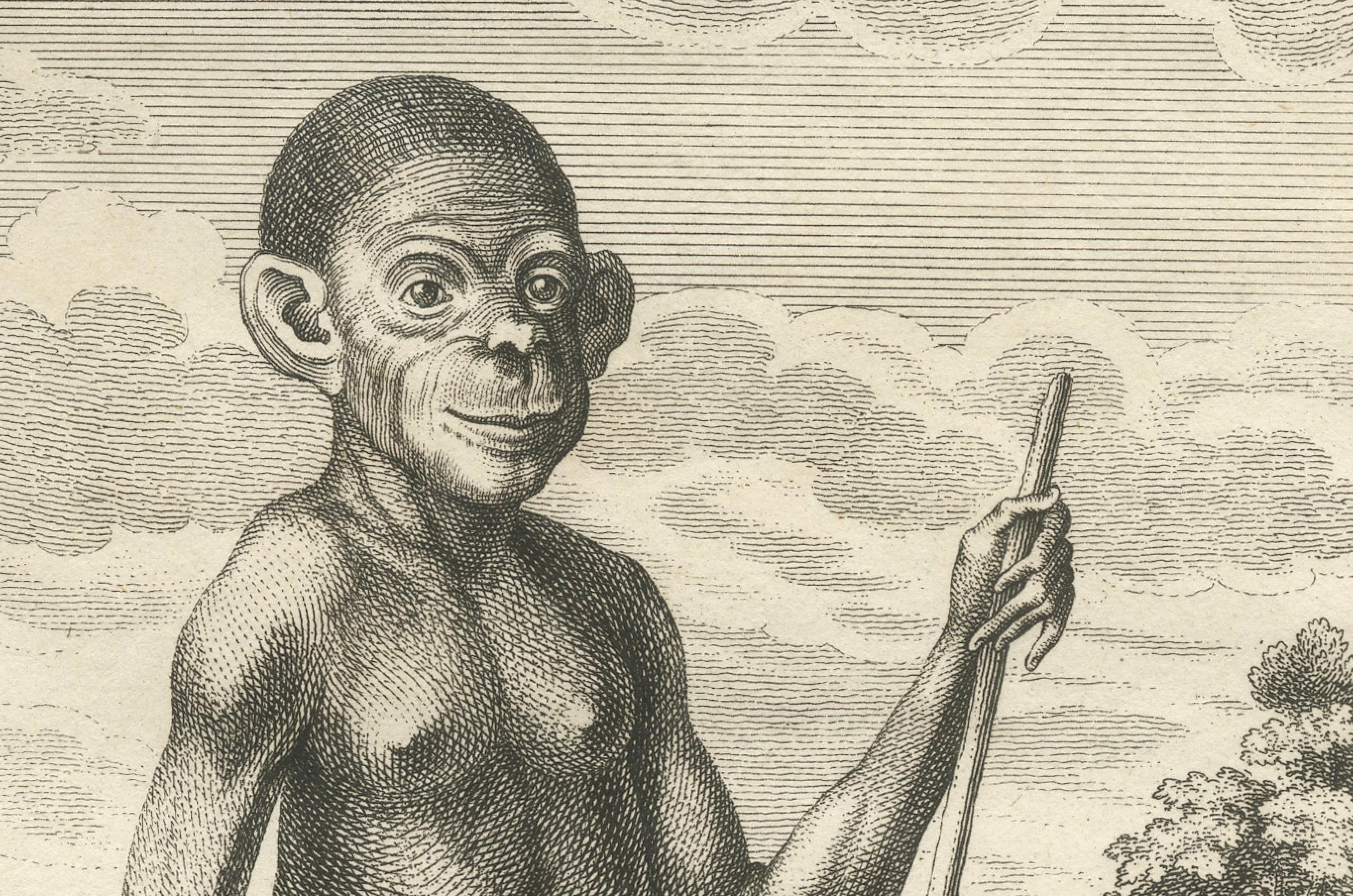 The Chimpanzee from Angola: Enlightenment Era Natural History Gravur, 1738 im Zustand „Gut“ im Angebot in Langweer, NL