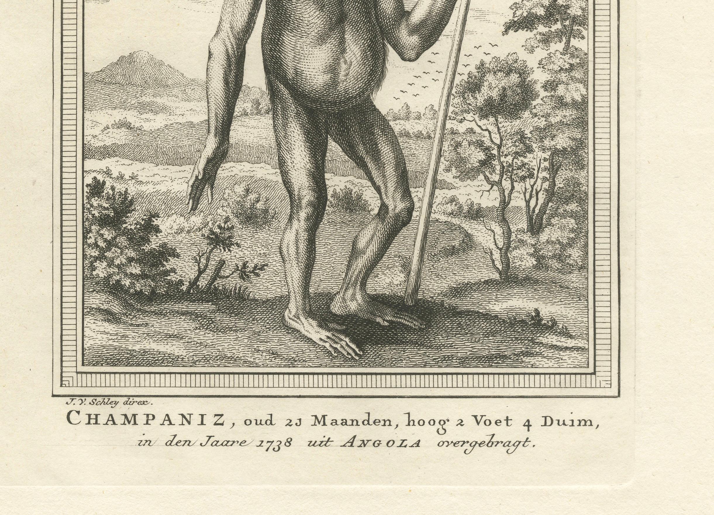 The Chimpanzee from Angola: Enlightenment Era Natural History Gravur, 1738 (Mitte des 18. Jahrhunderts) im Angebot
