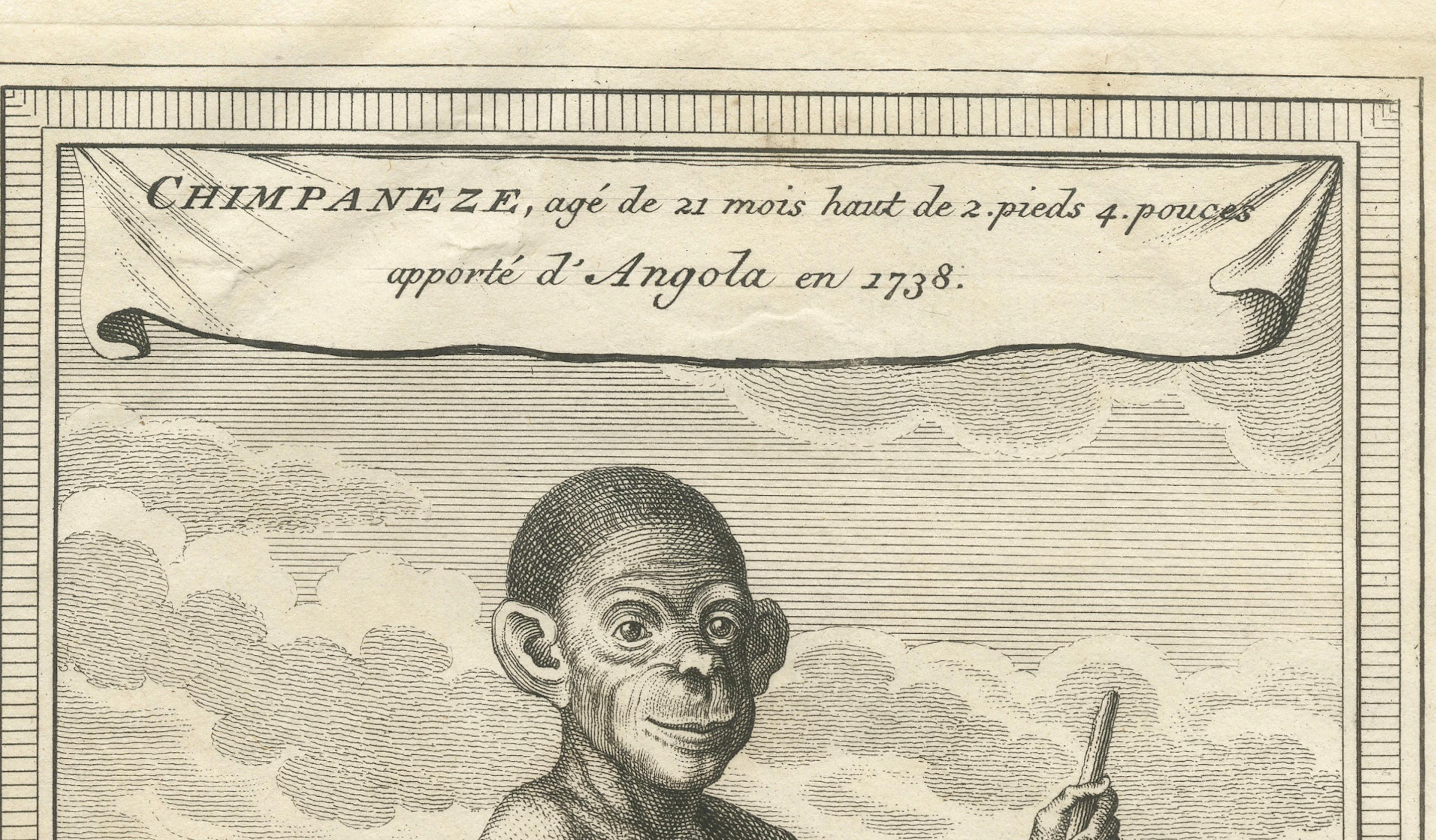The Chimpanzee from Angola: Enlightenment Era Natural History Gravur, 1738 (Papier) im Angebot