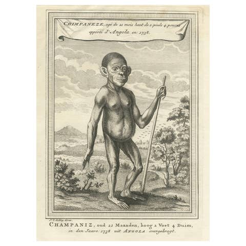 The Chimpanzee from Angola: Enlightenment Era Natural History Engraving, 1738