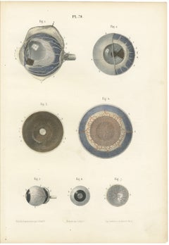 The Choroid, Iris and Retina, Antique Hirschfeld Anatomy Print, 1866