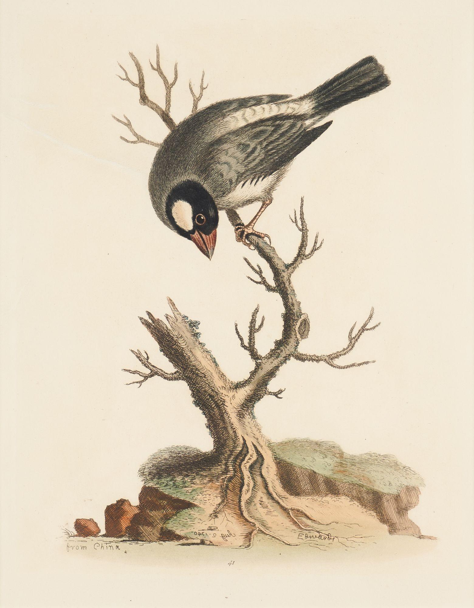 Gravure ornithologique sur cuivre coloriée à la main intitulée 