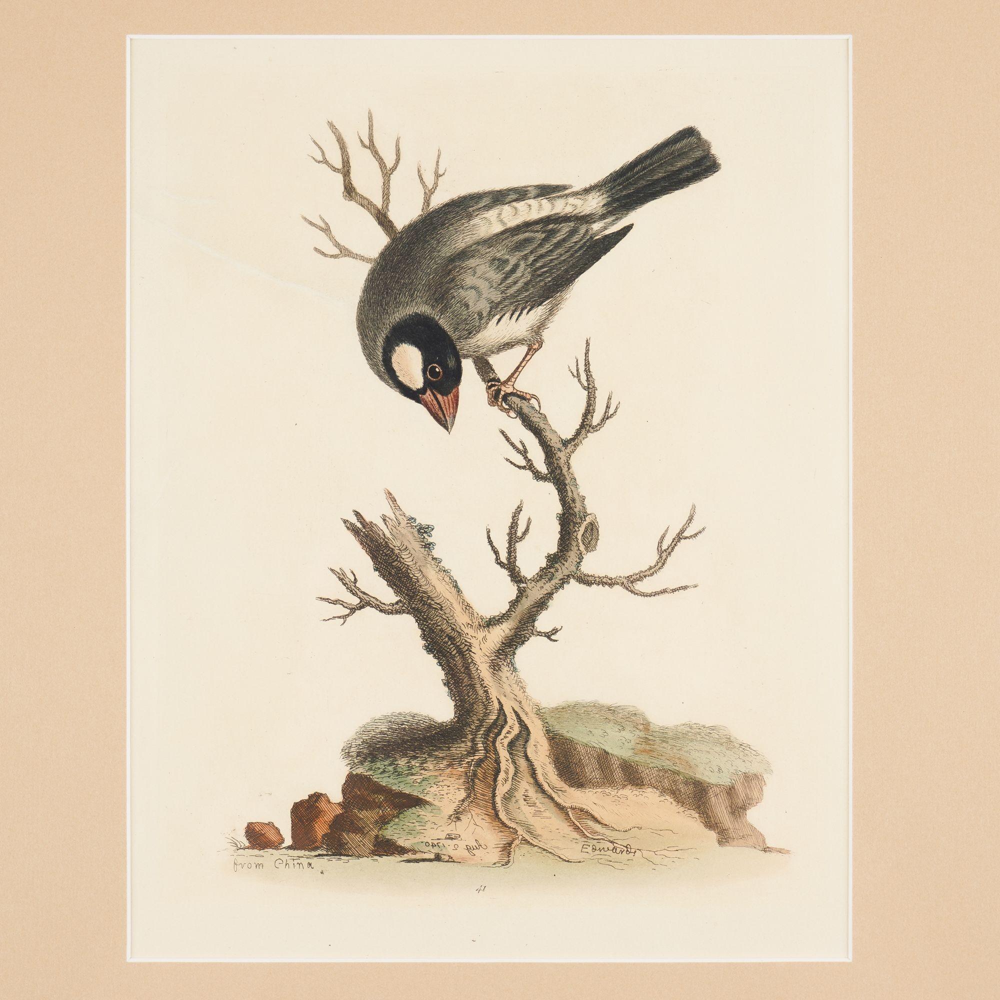 British The Cock Padda or Rice-Bird by George Edwards, 1743-1751