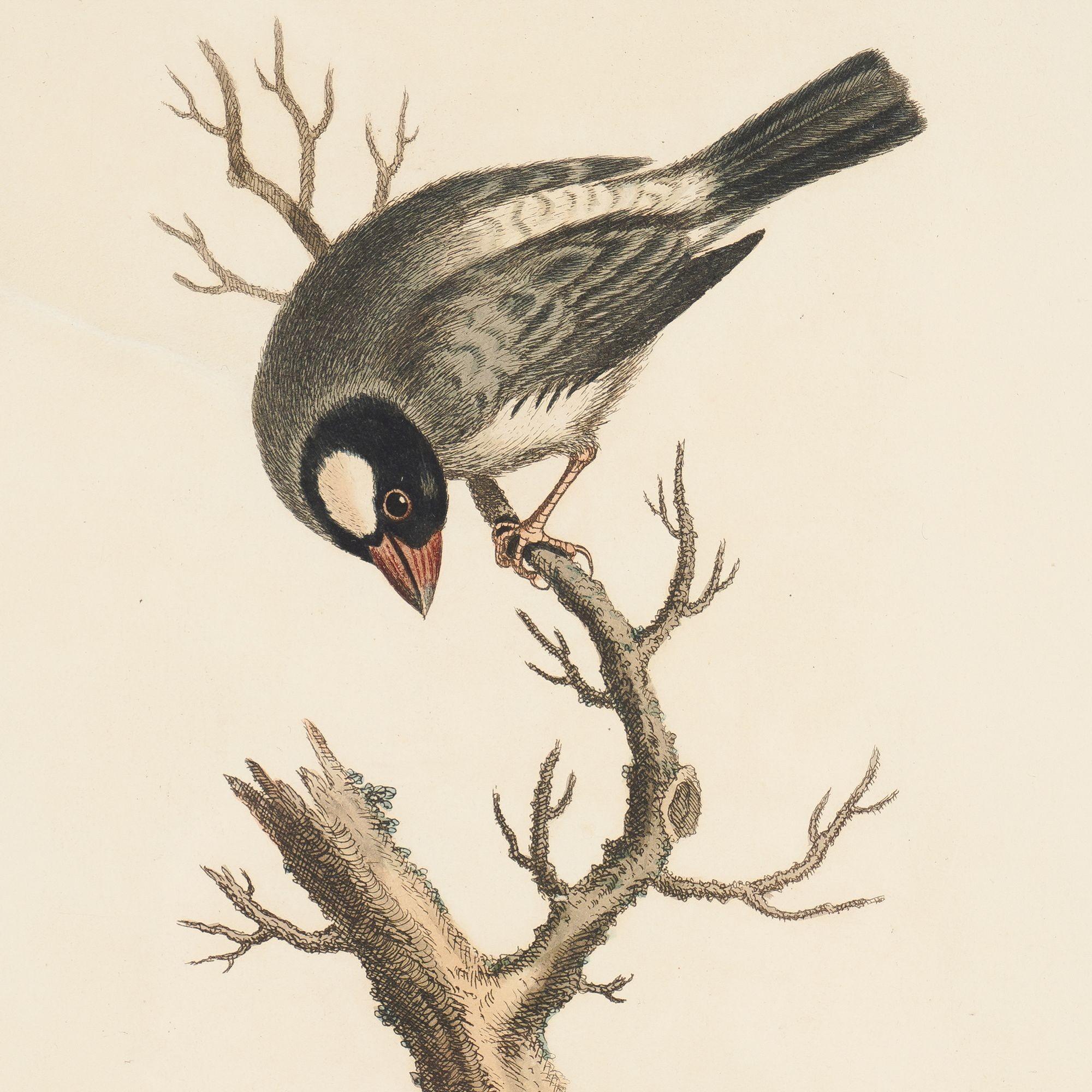 « The Cock Padda ou Rice-Bird » de George Edwards, 1743-1751 Bon état à Kenilworth, IL