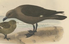 The Common Skua: Hand-colored from Dresser's Birds of Europe (1871-1896)