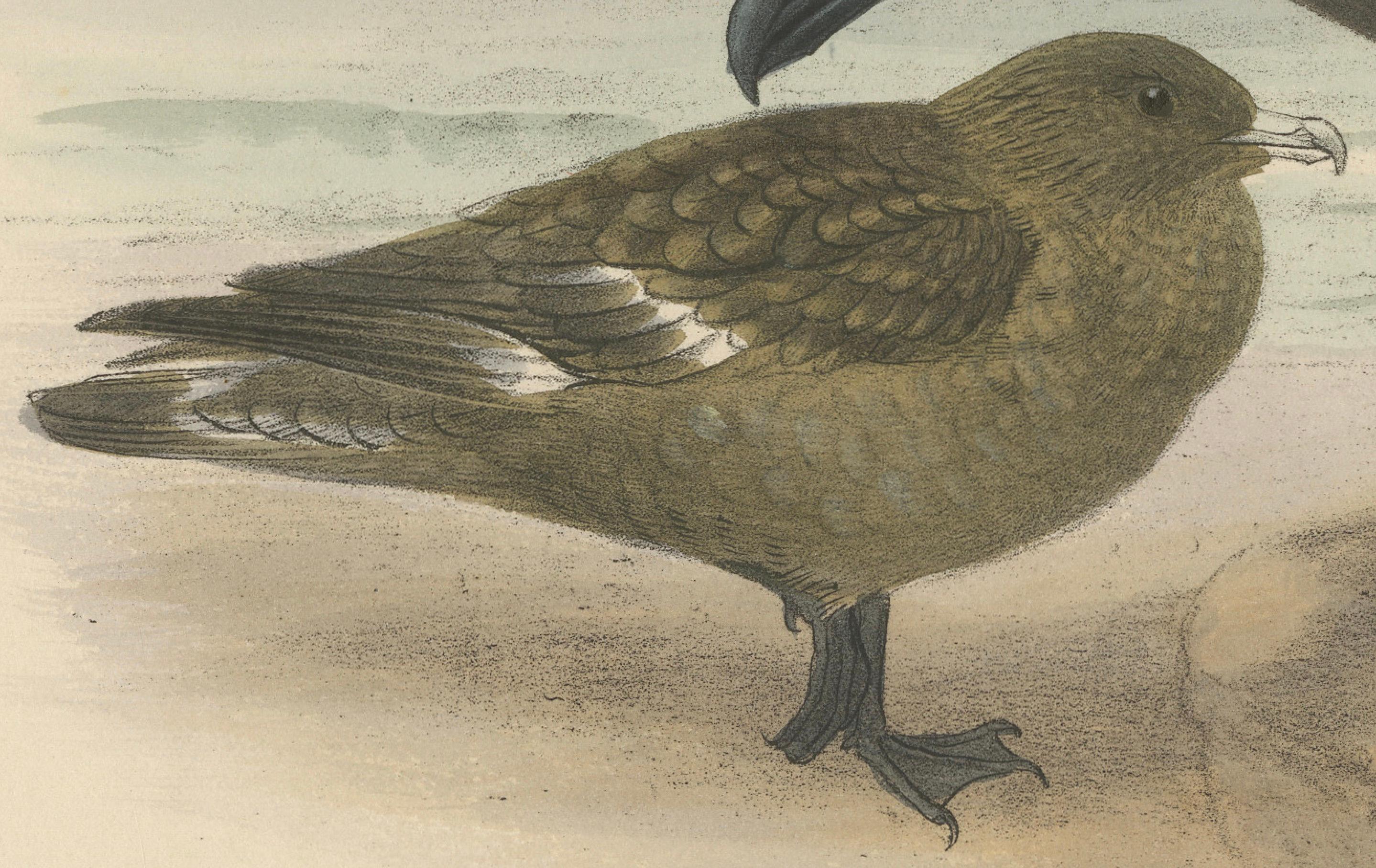 19th Century The Common Skua: Hand-colored from Dresser's Birds of Europe (1871-1896) For Sale