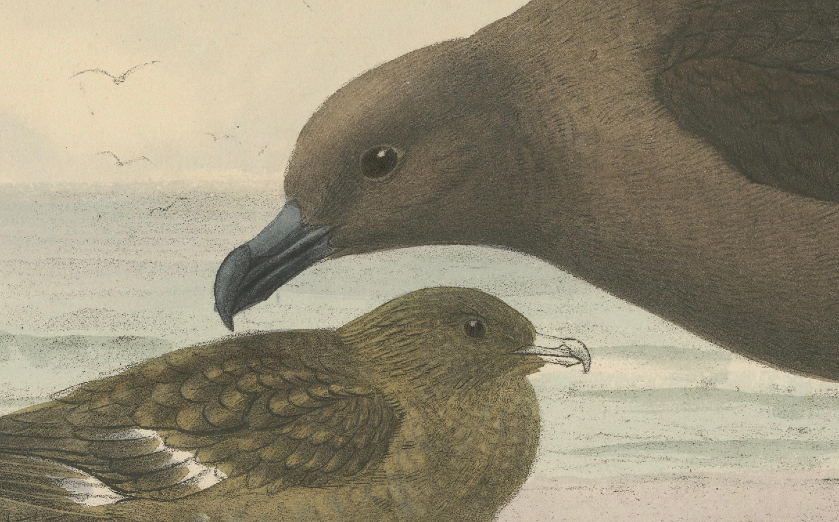 Paper The Common Skua: Hand-colored from Dresser's Birds of Europe (1871-1896) For Sale